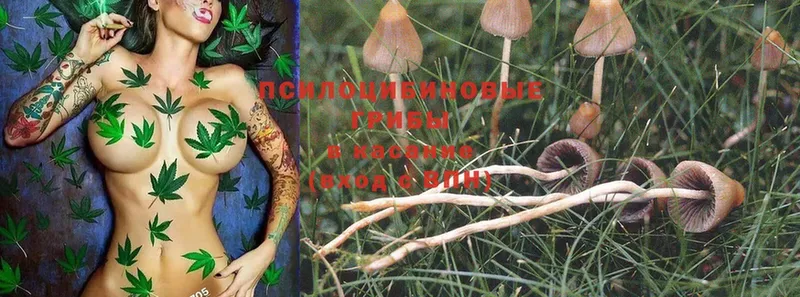 как найти наркотики  Батайск  Галлюциногенные грибы Psilocybine cubensis 